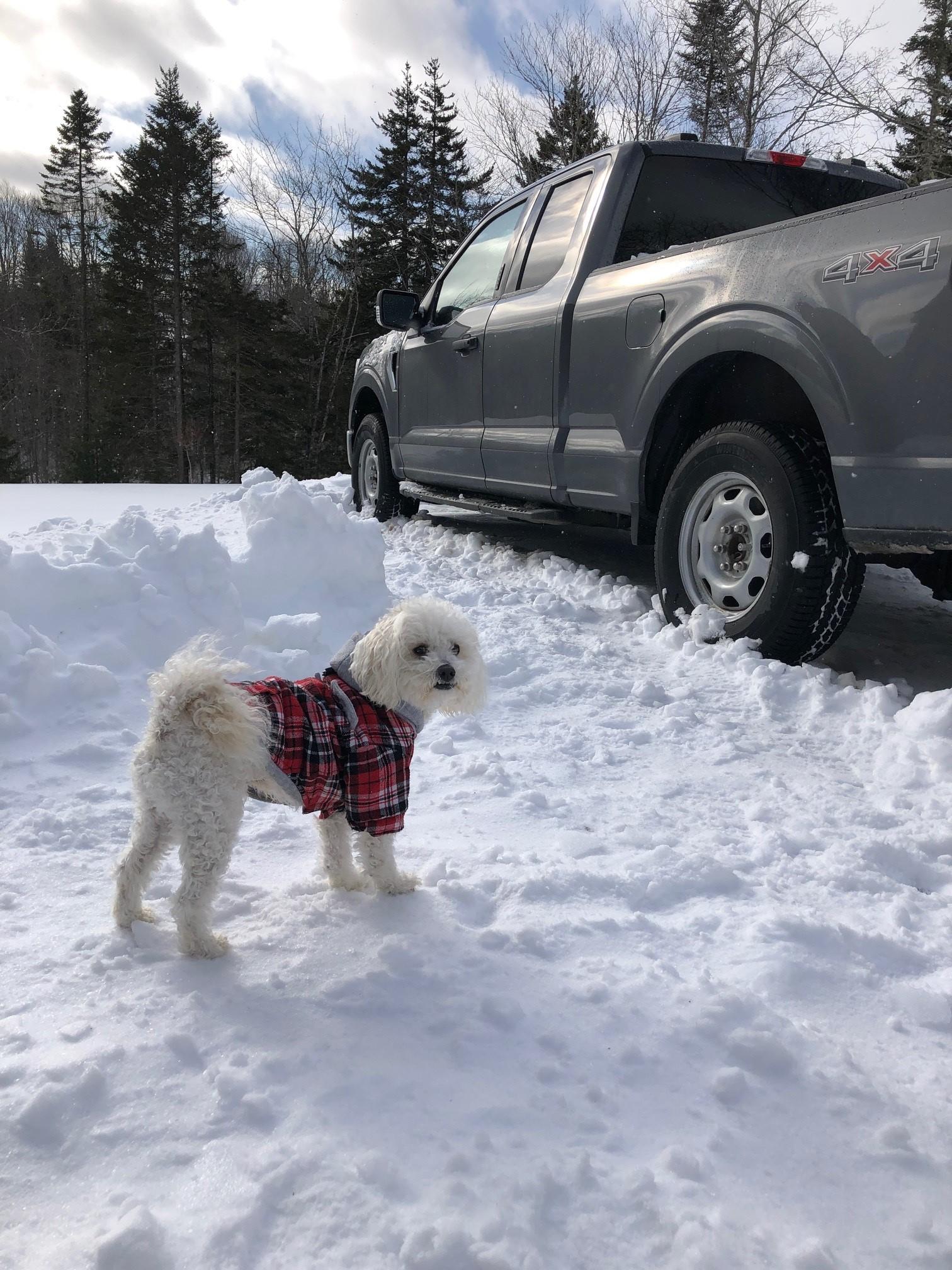 Ford F-150 Which OEM tire is best for winter? 12