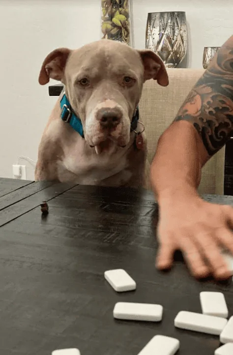 Ford F-150 2021 F-150 Tremor Scheduled 1628992132930