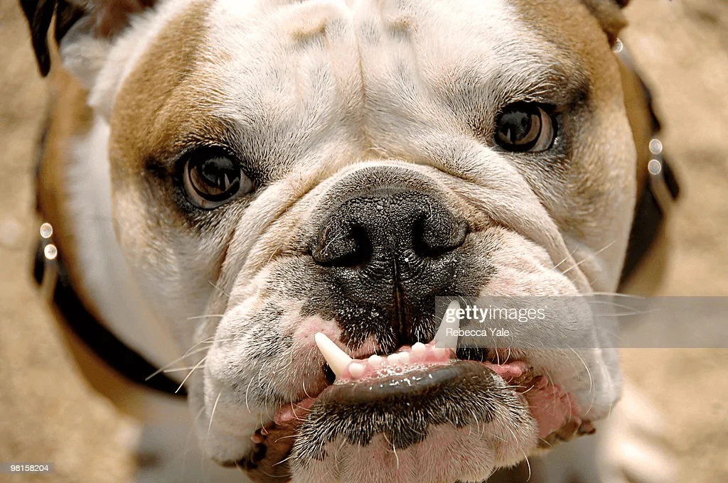 Ford F-150 bull bar with front sensors 1677808793666