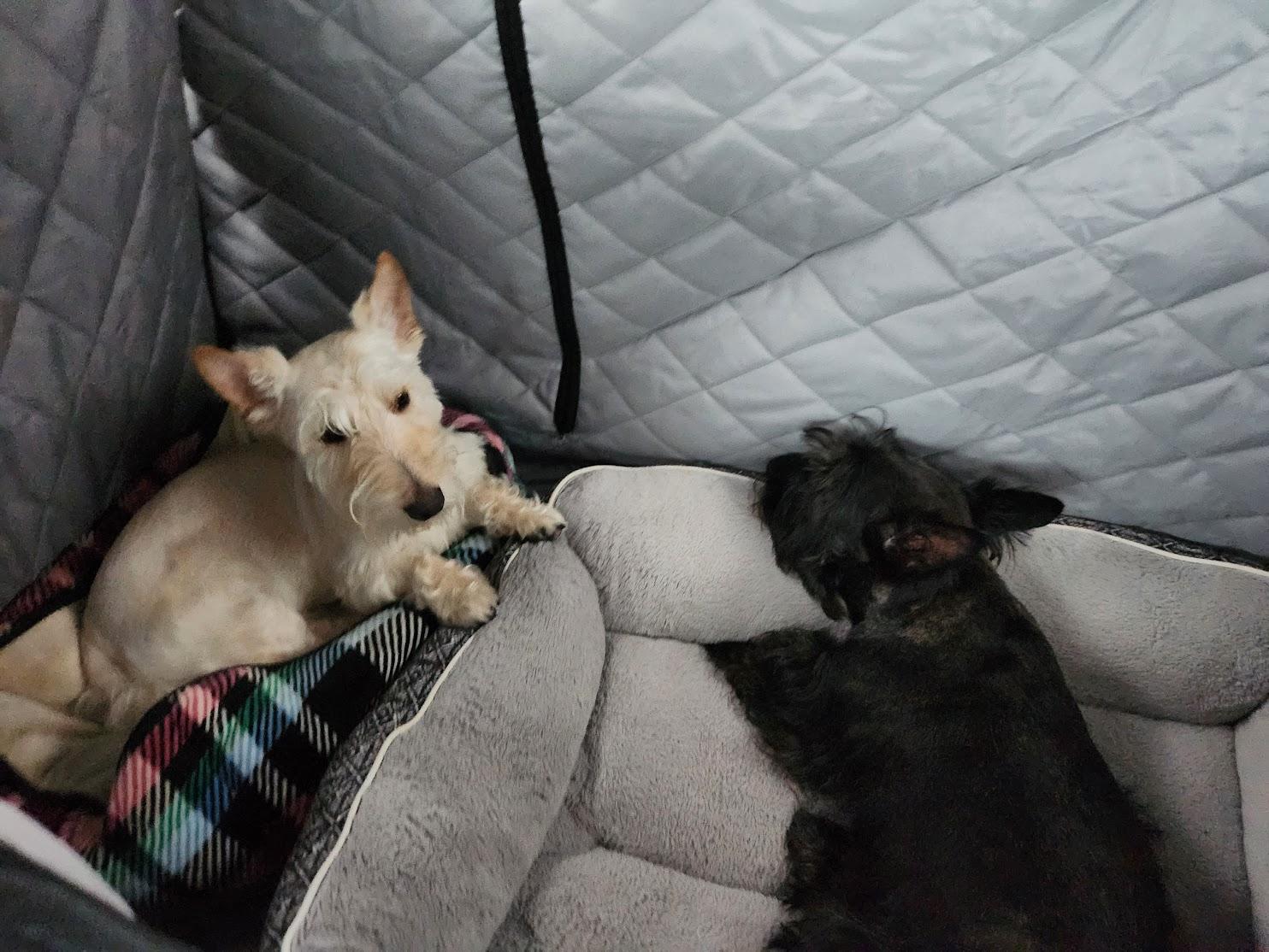 Ford F-150 Pup and the "new" truck... 1700579647760