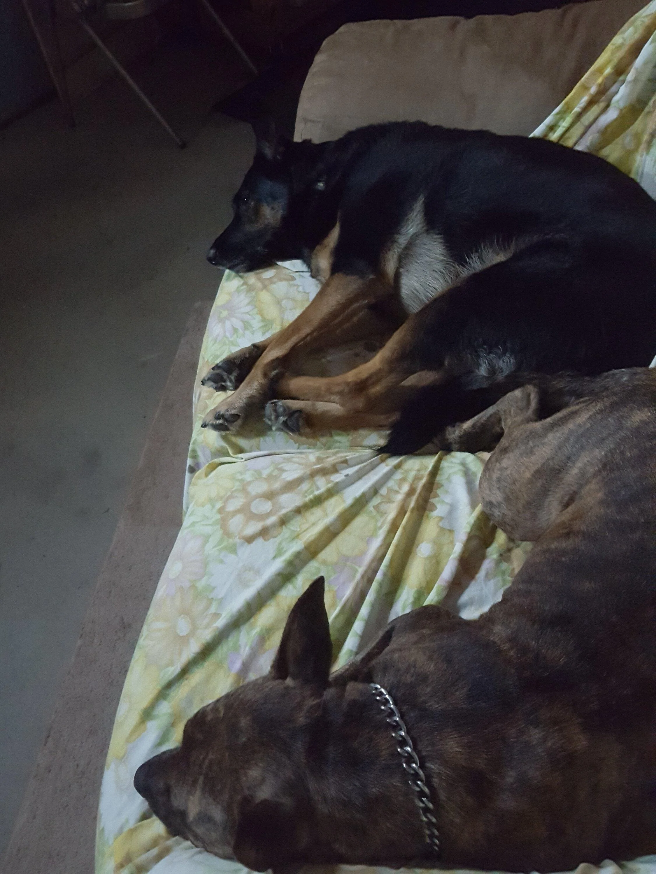 Ford F-150 Interior dog covers/mats 20200815_163001 (1)