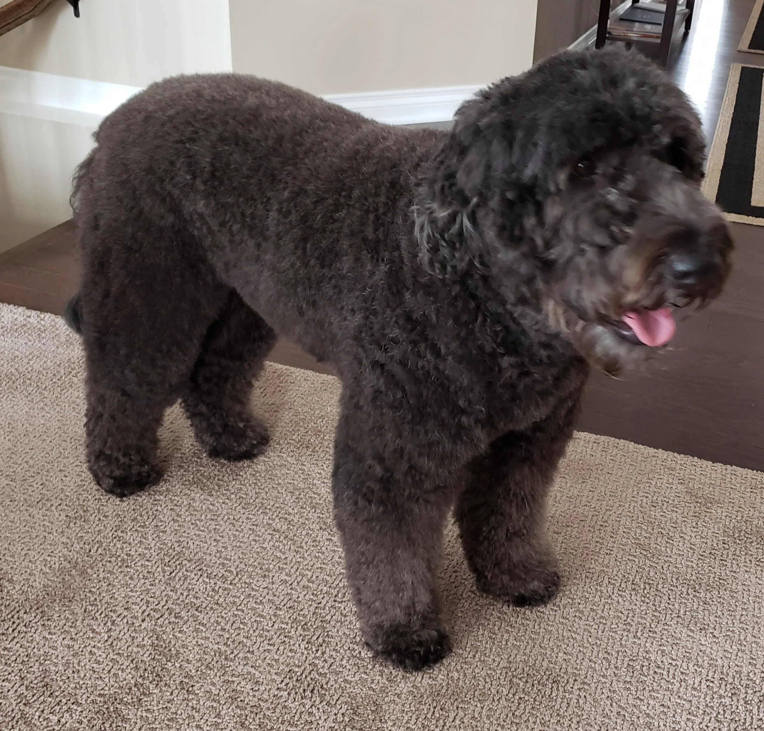 Ford F-150 Pup and the "new" truck... 20210120_120146~2