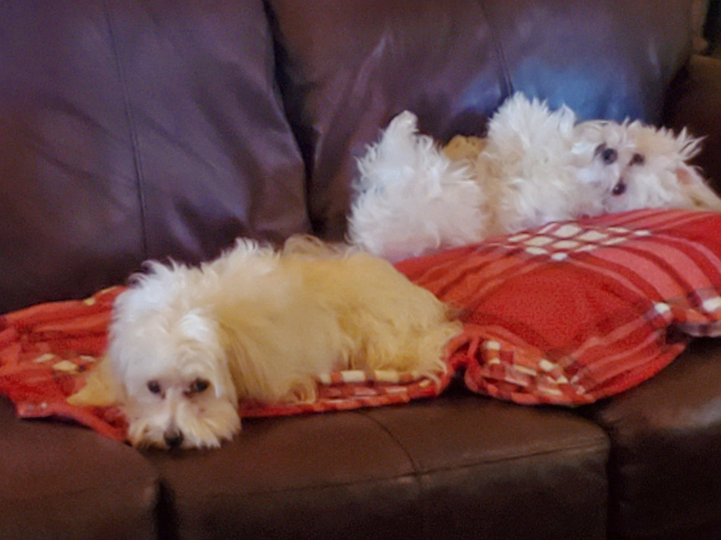 Ford F-150 4 Legged Photo Request - in Memoriam of Tank 20220303_114234