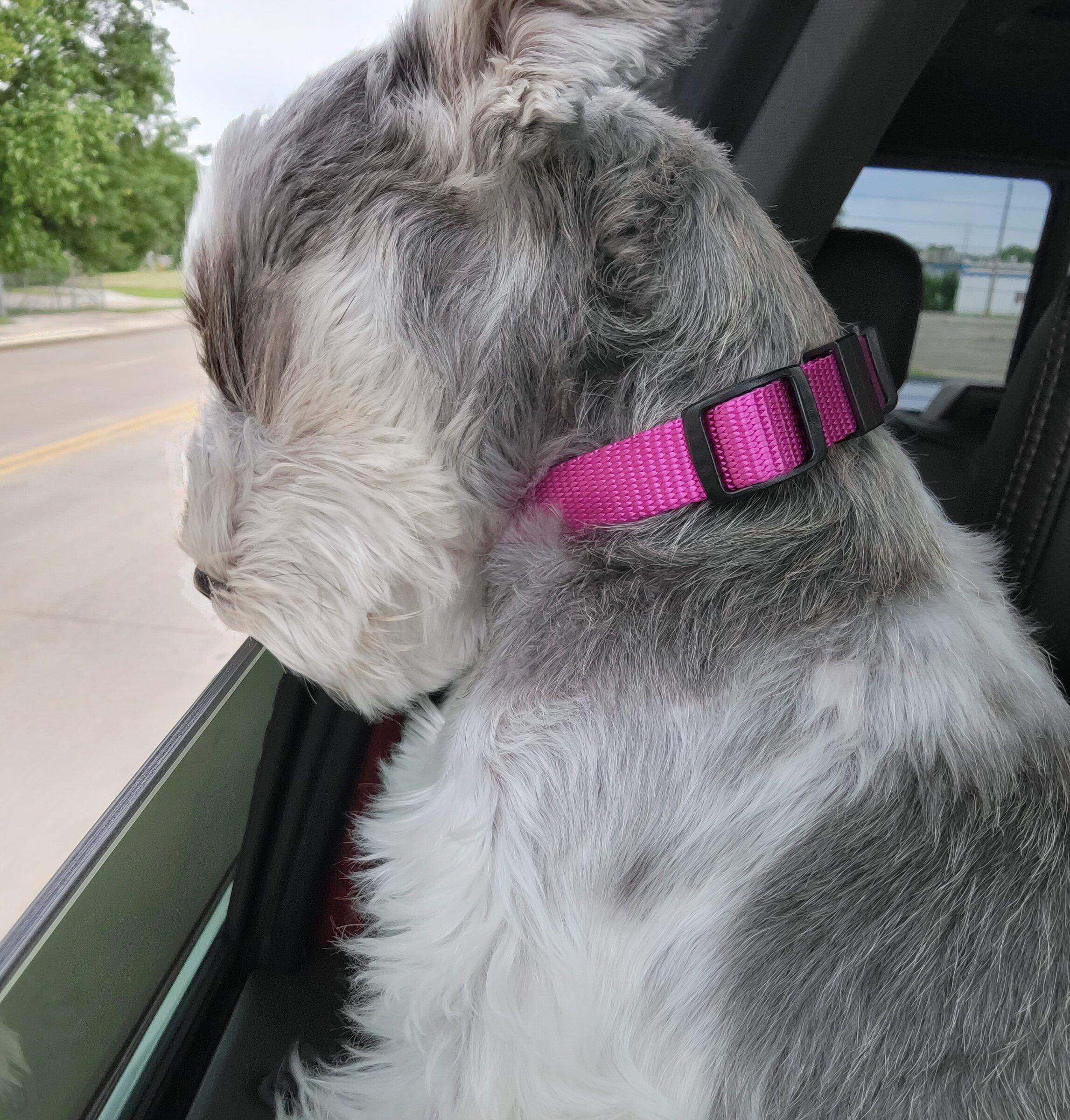 Ford F-150 4 Legged Photo Request - in Memoriam of Tank 20220528_104319