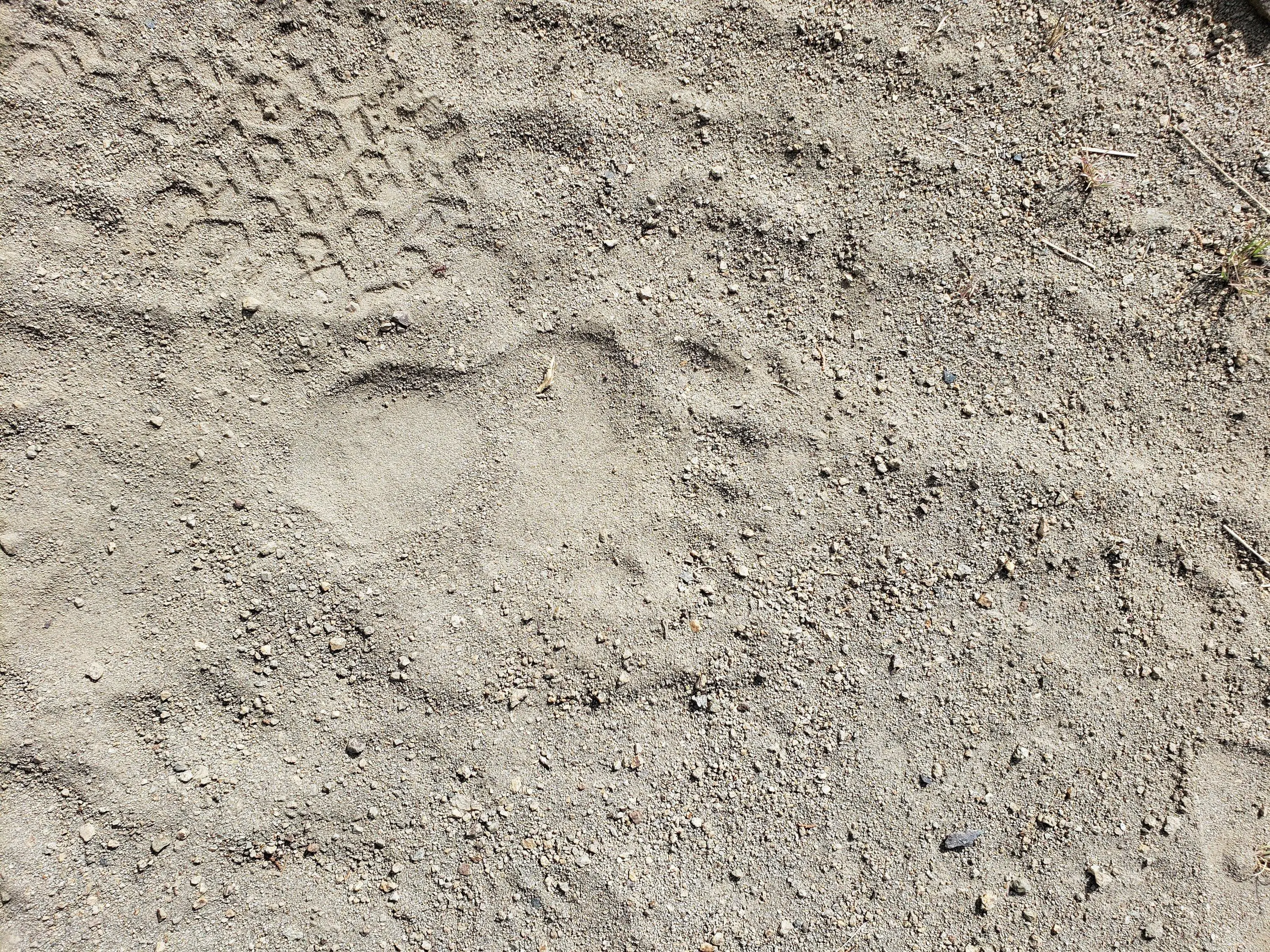 Ford F-150 Rear wheel "air deflector" delete. 20230709_094620