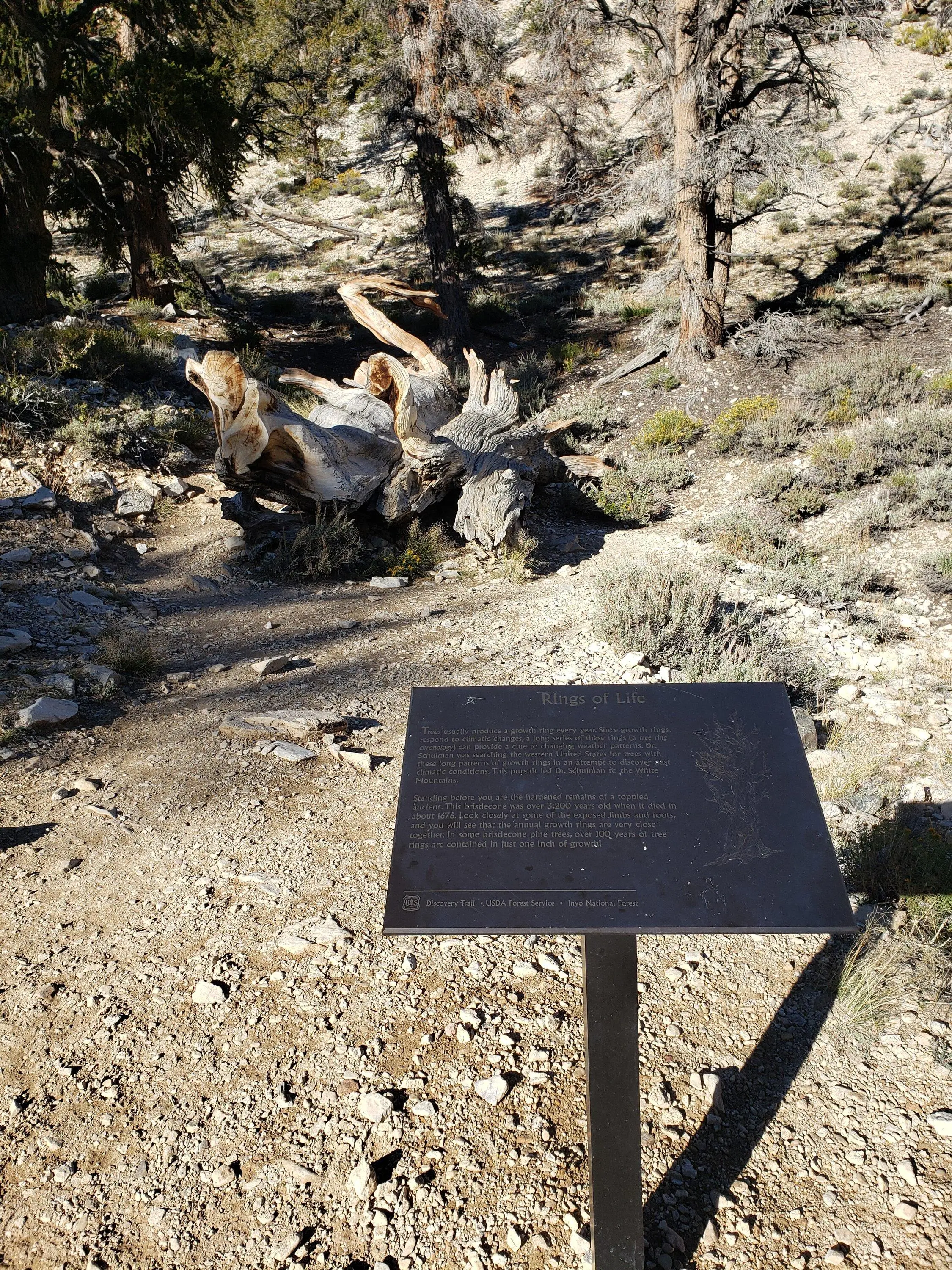 Ford F-150 Trip: 10 rigs, 5 days to Eastern Sierras, Bristlecone Pines, Coyote Flats, Virginia Lakes, Kavanaugh Ridge, Bodie Ghost town. 20231004_163015