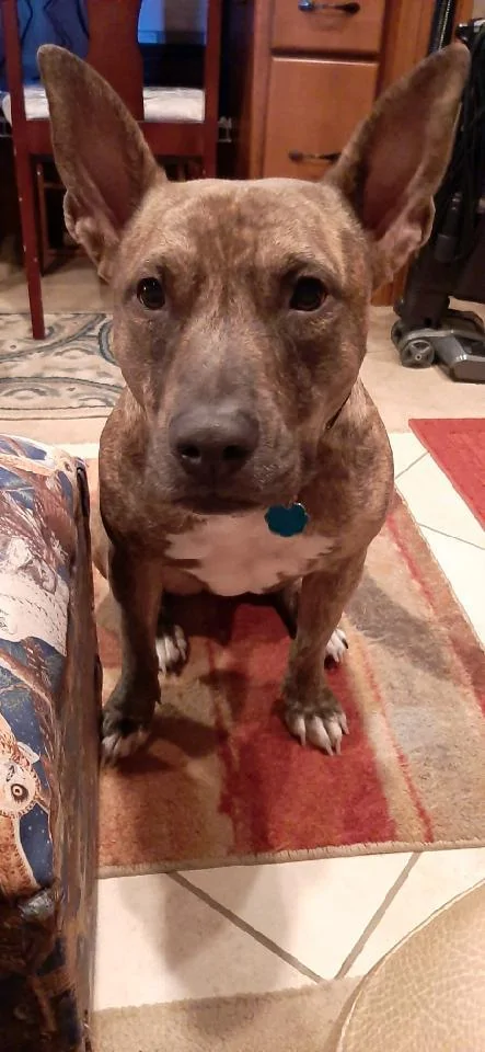 Ford F-150 150 vs 250 Ride Quality and Acceleration… 21140