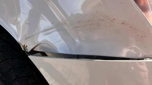 Ford F-150 Deer Strike Repair 2E2F3907-B669-4EEA-B993-A267076A409B