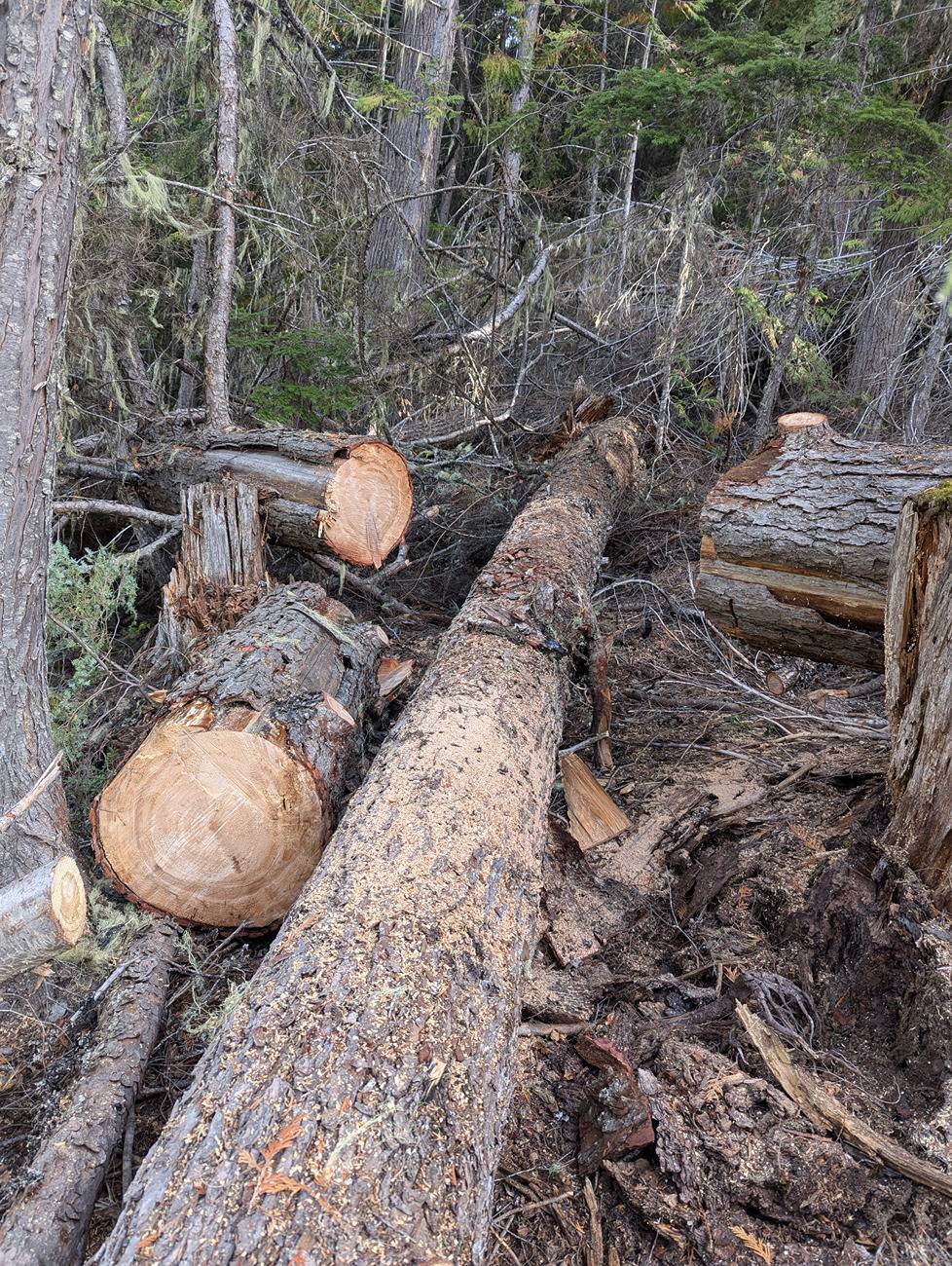 Ford F-150 Firewood gettin 4