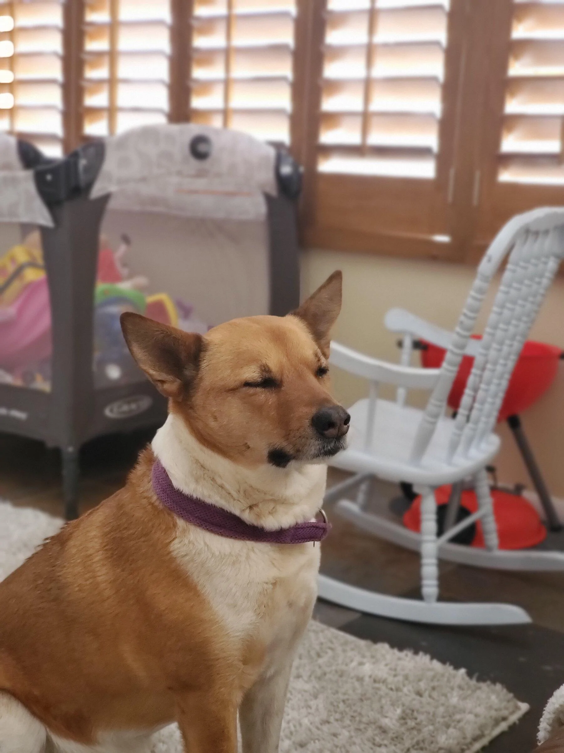 Ford F-150 4 Legged Photo Request - in Memoriam of Tank 5EA250F4-76B8-46A0-9C9B-45B93C9B936D