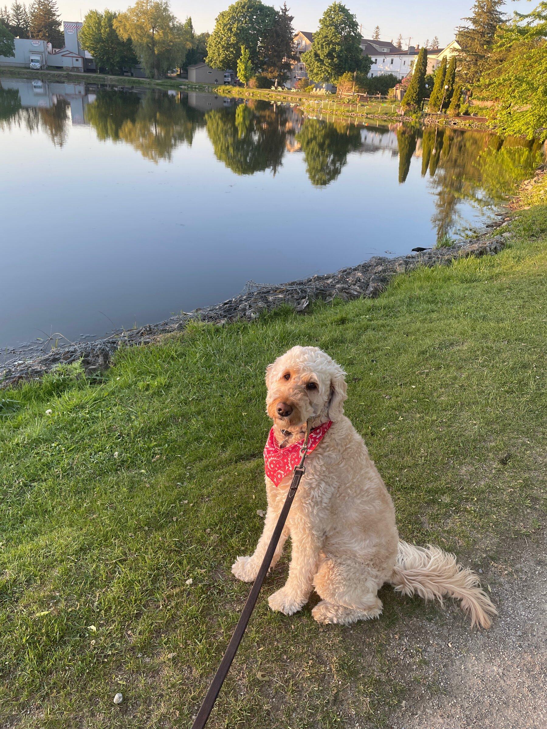 Ford F-150 4 Legged Photo Request - in Memoriam of Tank 64D539BC-8C3B-421A-A5B7-334DA8B54D6E