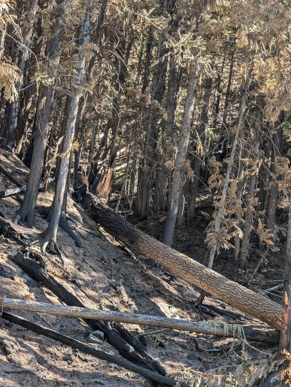 Ford F-150 Firewood gettin 8