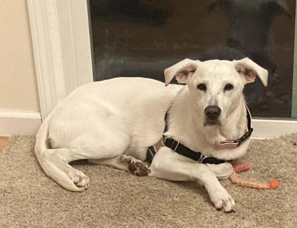 Ford F-150 4 Legged Photo Request - in Memoriam of Tank 8499613C-D772-4646-81AD-294D31D8A7DD