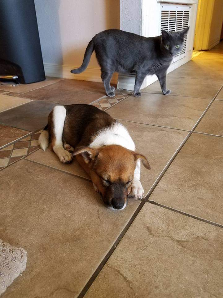 Ford F-150 4 Legged Photo Request - in Memoriam of Tank 93FDA07F-AE3B-47ED-9F8E-E5F4975D5C54