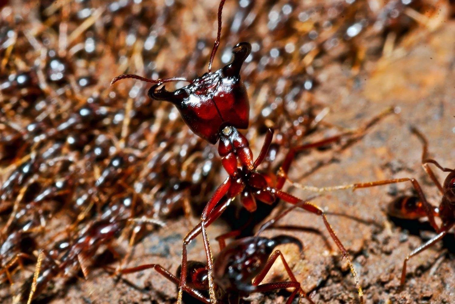 Ford F-150 Crackling sound (502A Lariat PB) army-ants