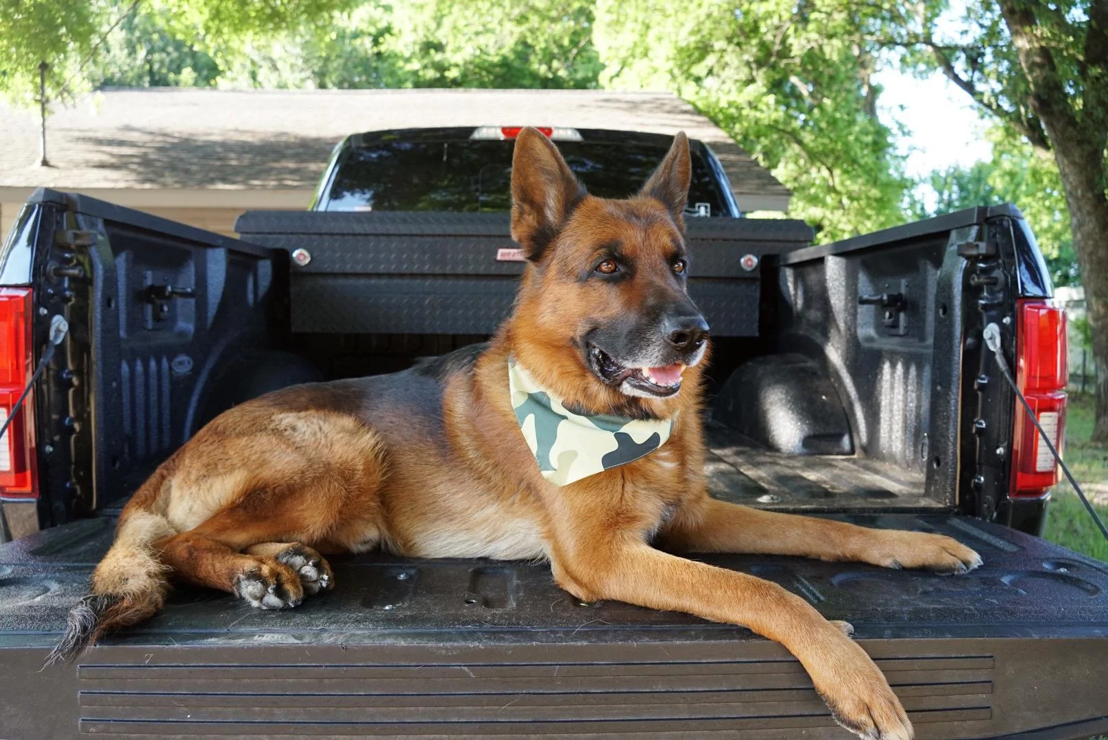 Ford F-150 4 Legged Photo Request - in Memoriam of Tank CAF6B336-5540-40F2-BCB7-1816E32E17A9