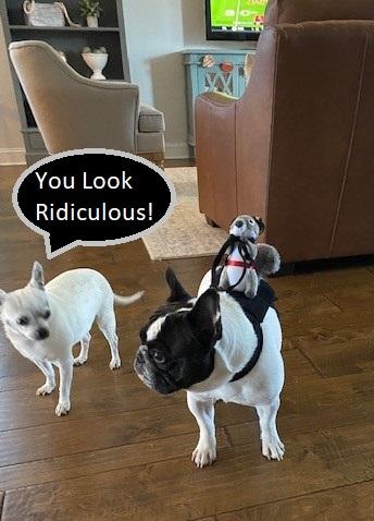 Ford F-150 4 Legged Photo Request - in Memoriam of Tank dogs