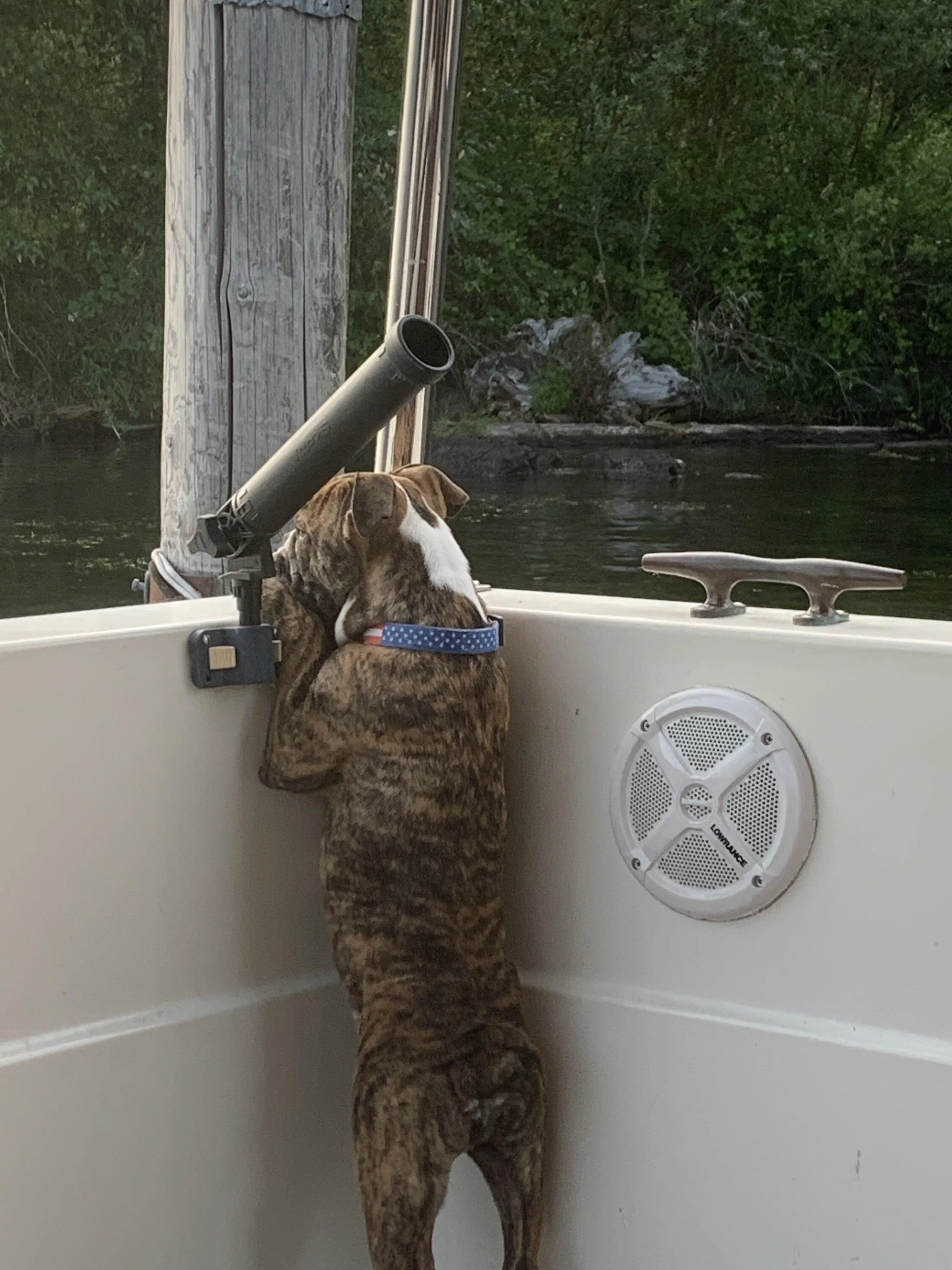 Ford F-150 4 Legged Photo Request - in Memoriam of Tank F3B6C098-8F06-408C-9770-BFC69BC5A3FB