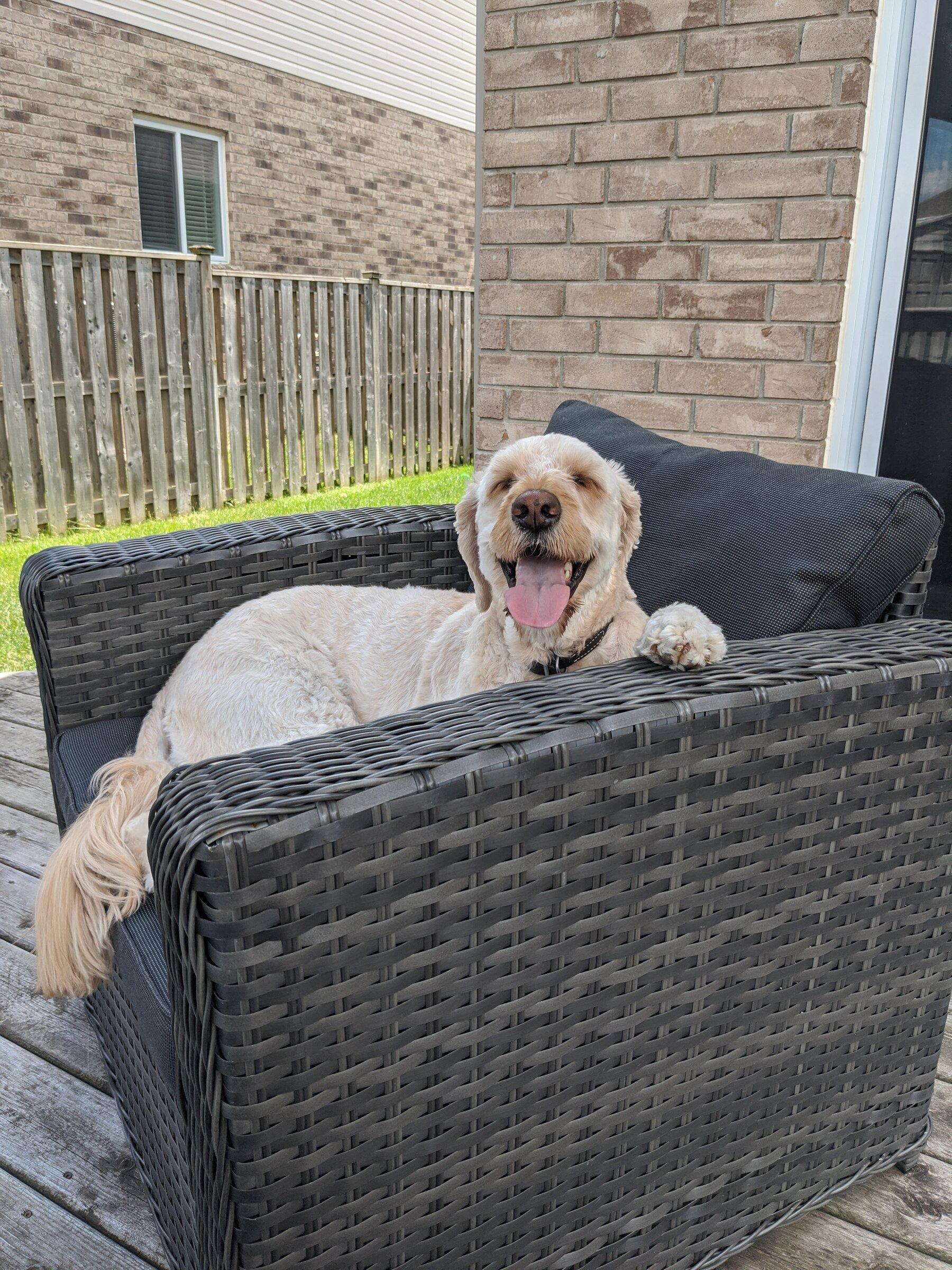 Ford F-150 4 Legged Photo Request - in Memoriam of Tank FB2658E6-7174-4C49-95A0-3A0870CABCFA