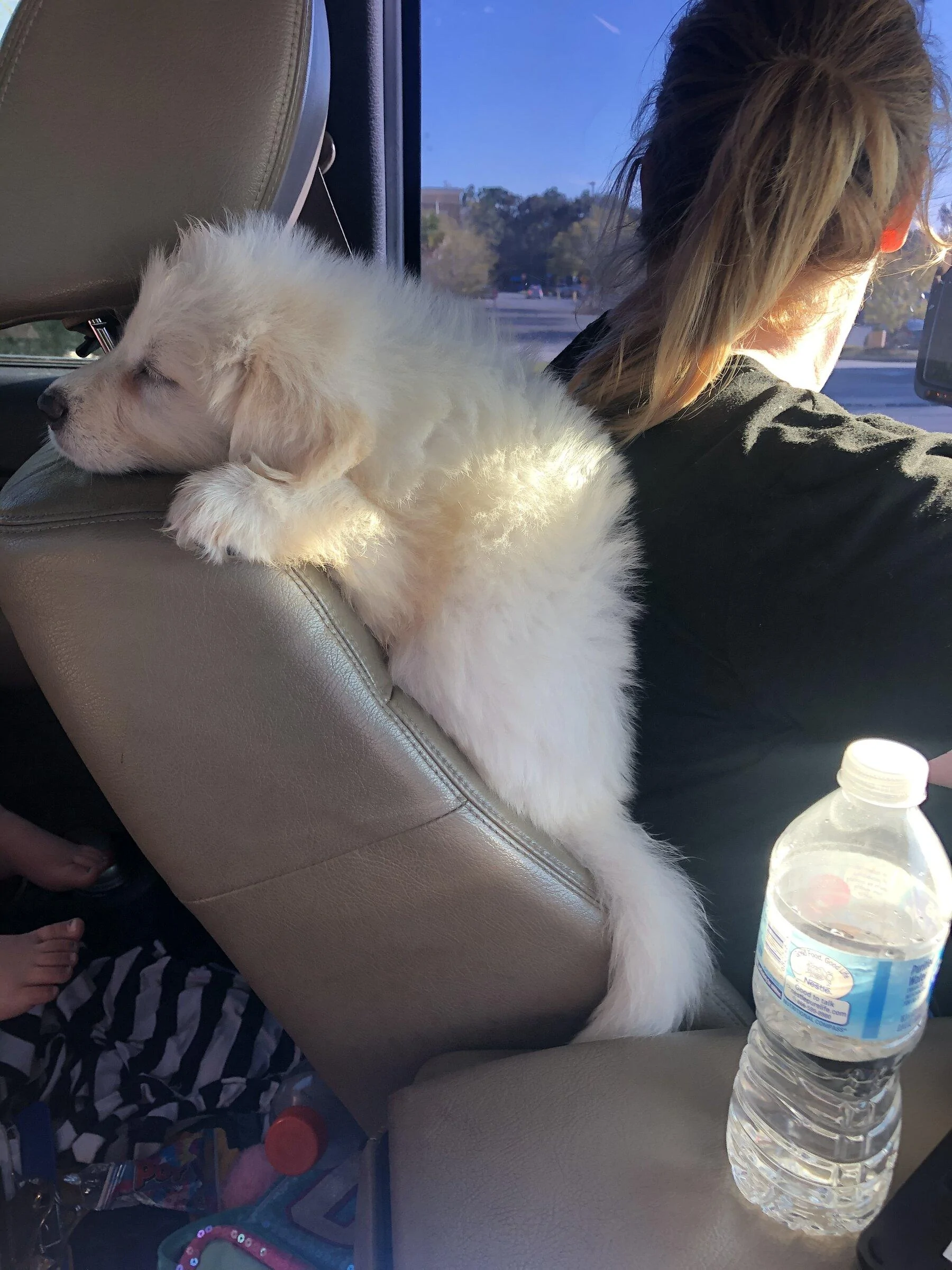 Ford F-150 4 Legged Photo Request - in Memoriam of Tank FEF96320-3F90-4129-B60E-FE74938B98AD