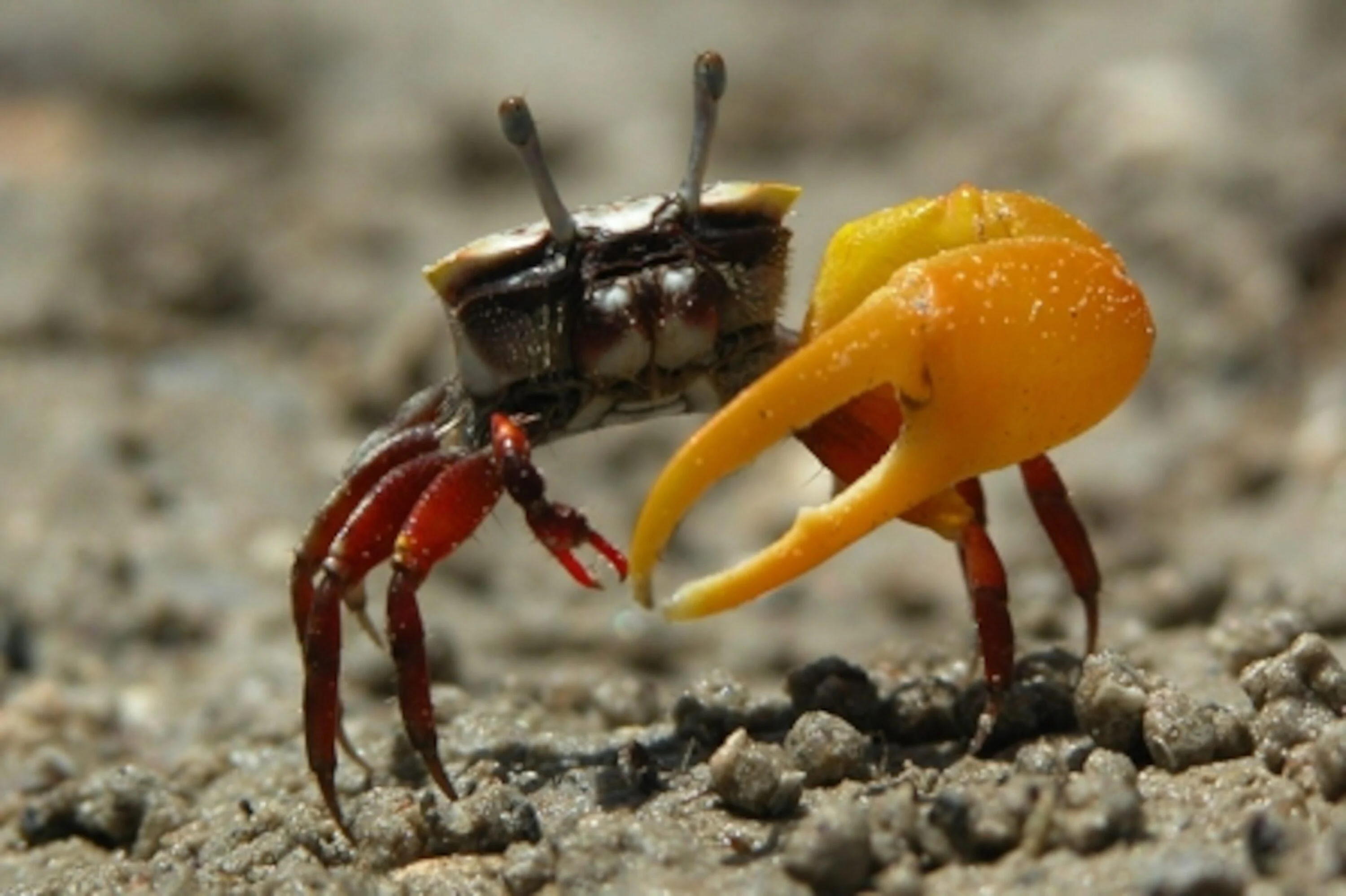 Ford F-150 Automatic Lane Keep with Cruise - What new hell is this ? fiddler-crap-600_3x2