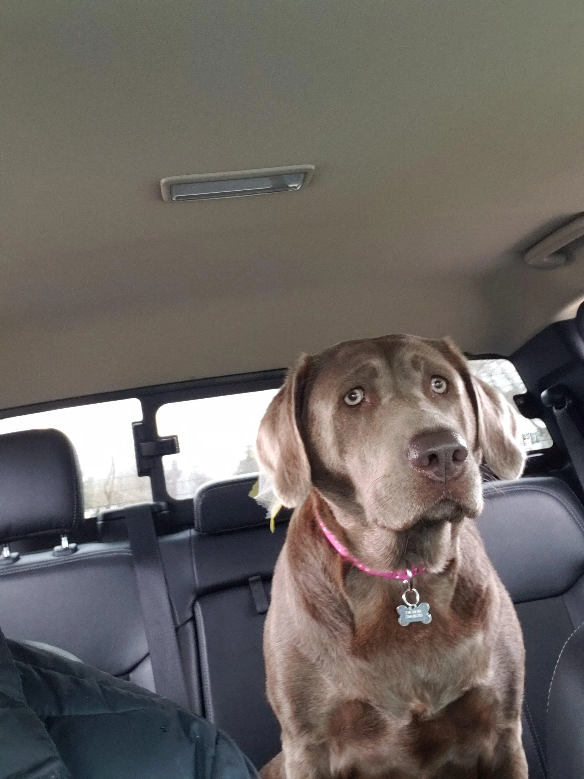 Ford F-150 4 Legged Photo Request - in Memoriam of Tank Finley