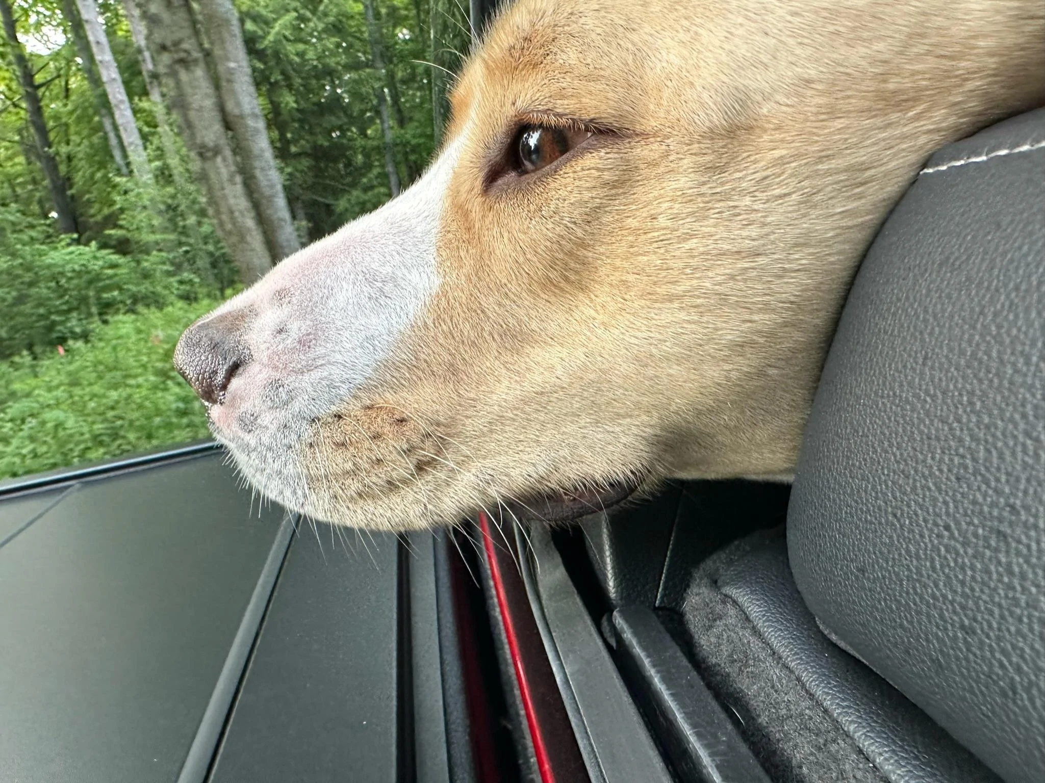 Ford F-150 First road trip in ‘23 Powerboost: Two dogs, 2 kids and 1506 miles of driving = Awesome trip! IMG_0262