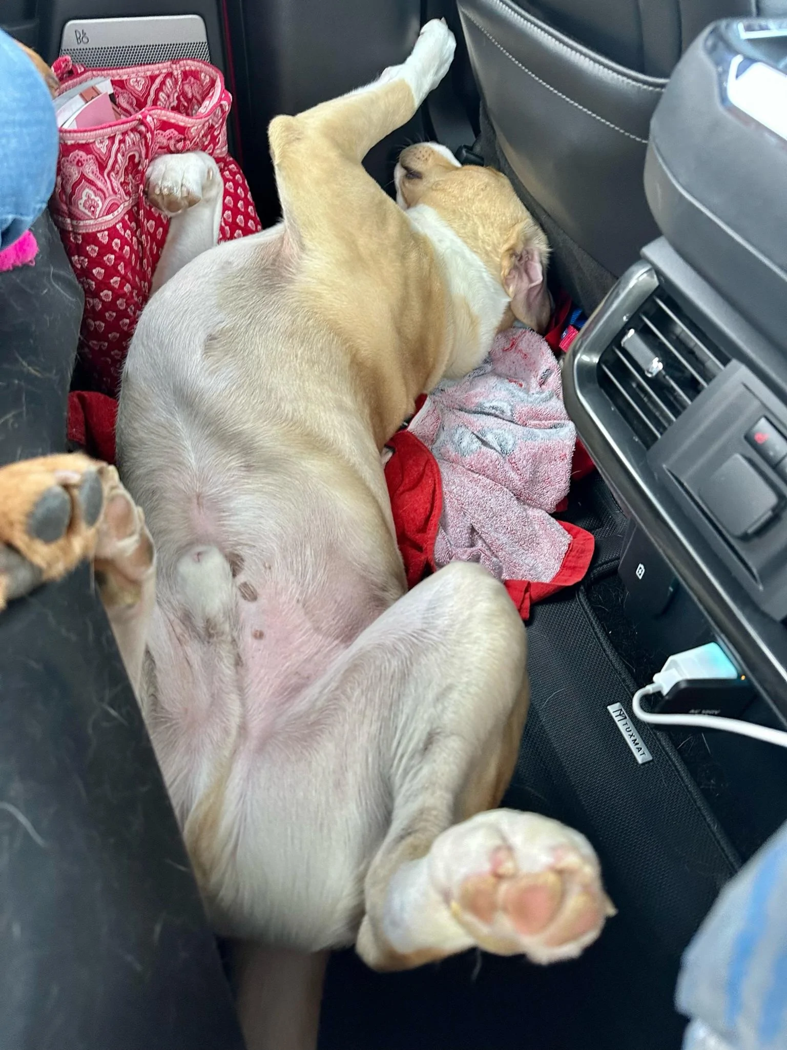 Ford F-150 First road trip in ‘23 Powerboost: Two dogs, 2 kids and 1506 miles of driving = Awesome trip! IMG_0504