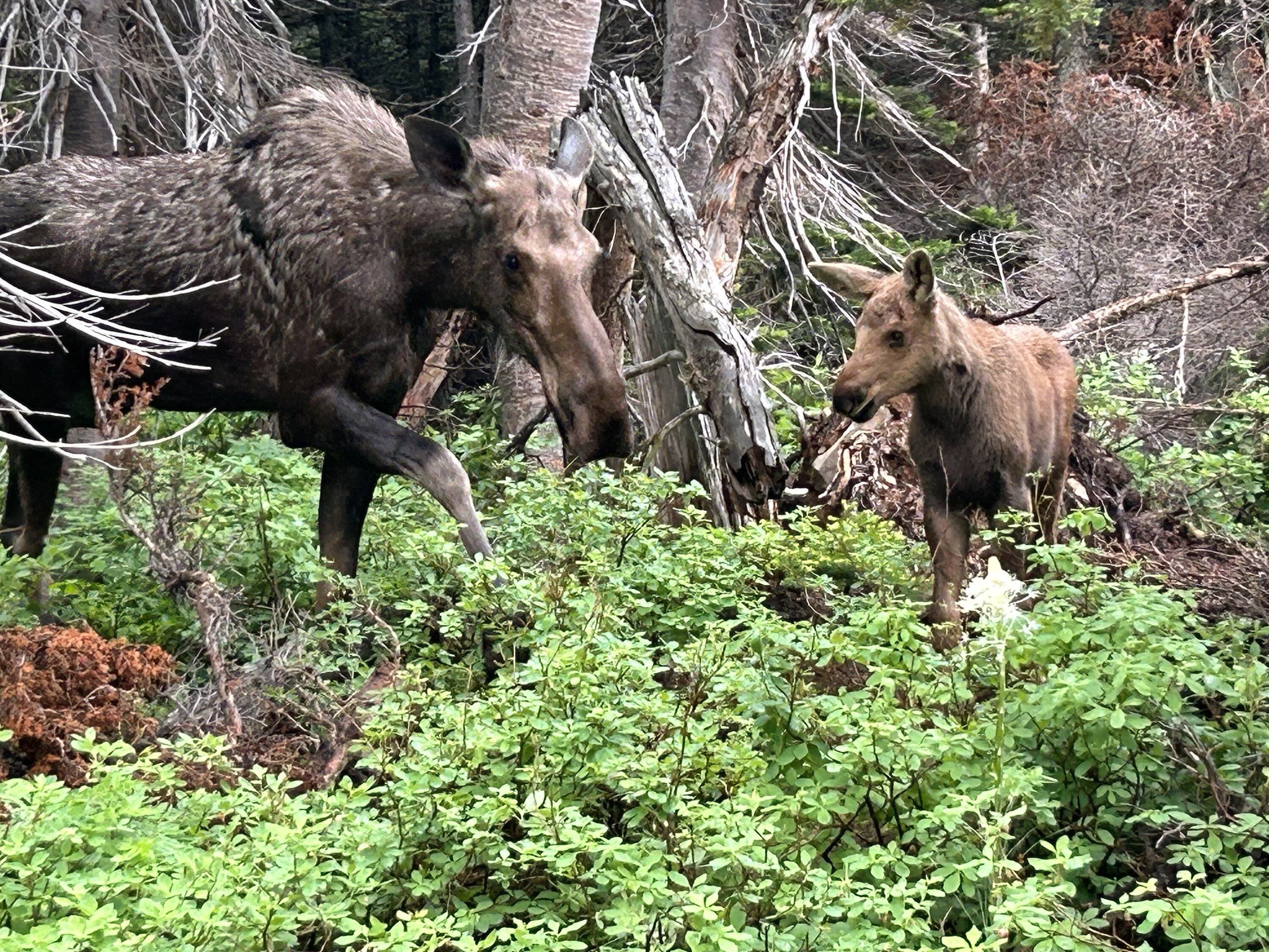 Ford F-150 Glacier National Park Trip Summary - 22 Powerboost IMG_0636