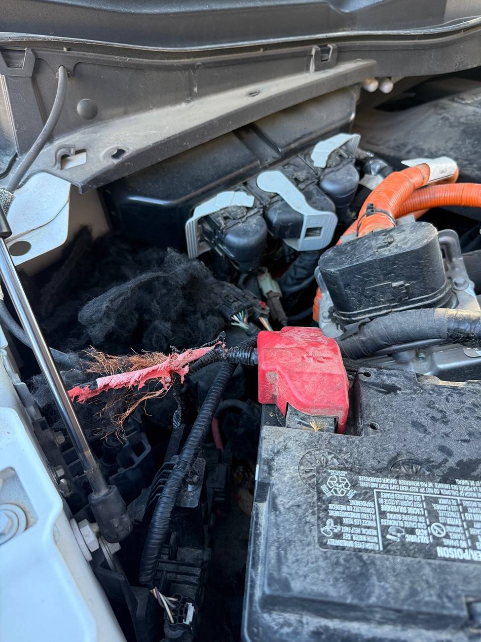 Ford F-150 2021 f150 battery wiring damaged by squirrel IMG_0984