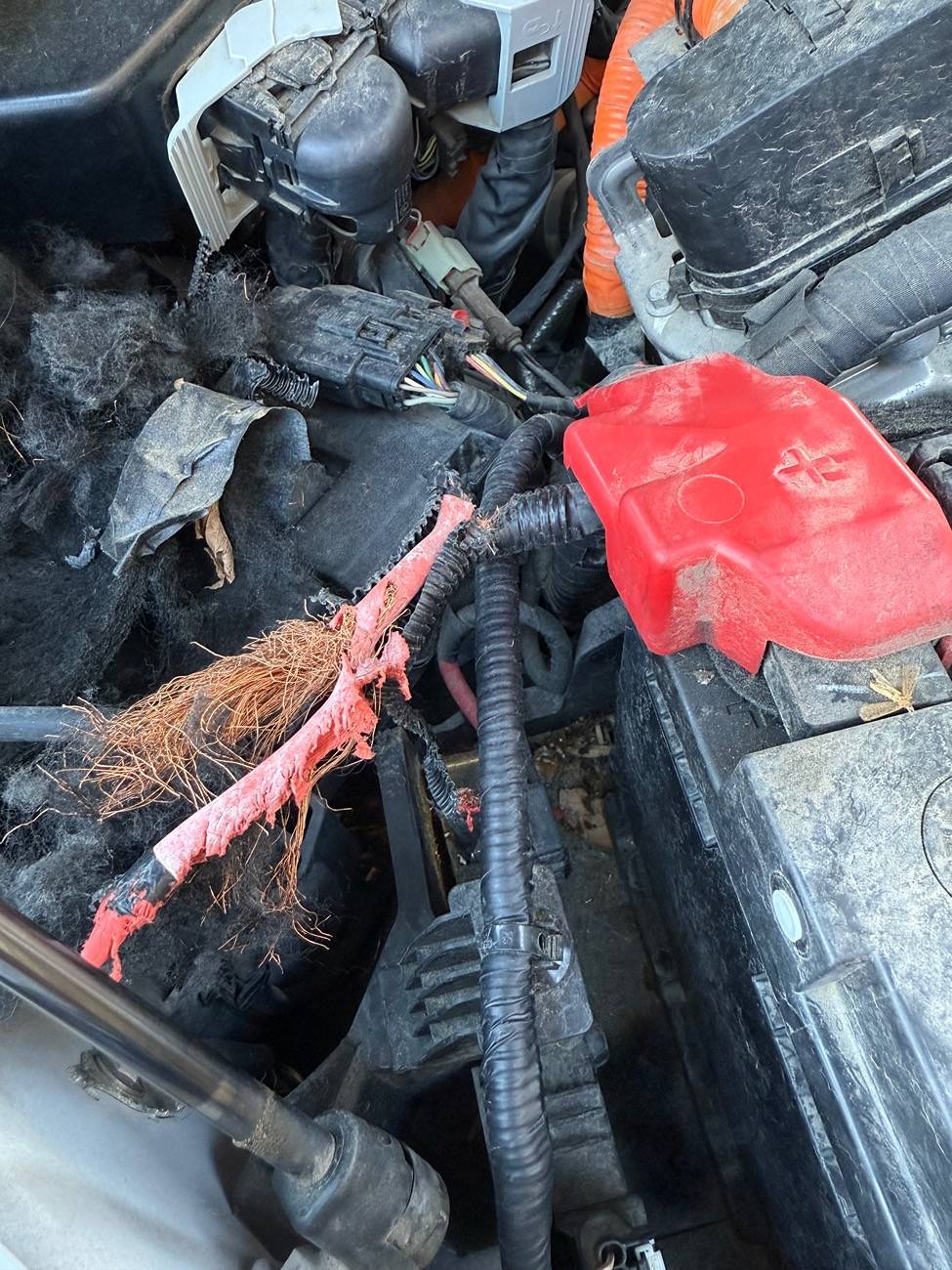 Ford F-150 2021 f150 battery wiring damaged by squirrel IMG_0987