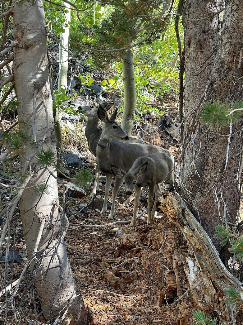Ford F-150 Trip: 10 rigs, 5 days to Eastern Sierras, Bristlecone Pines, Coyote Flats, Virginia Lakes, Kavanaugh Ridge, Bodie Ghost town. IMG_2630