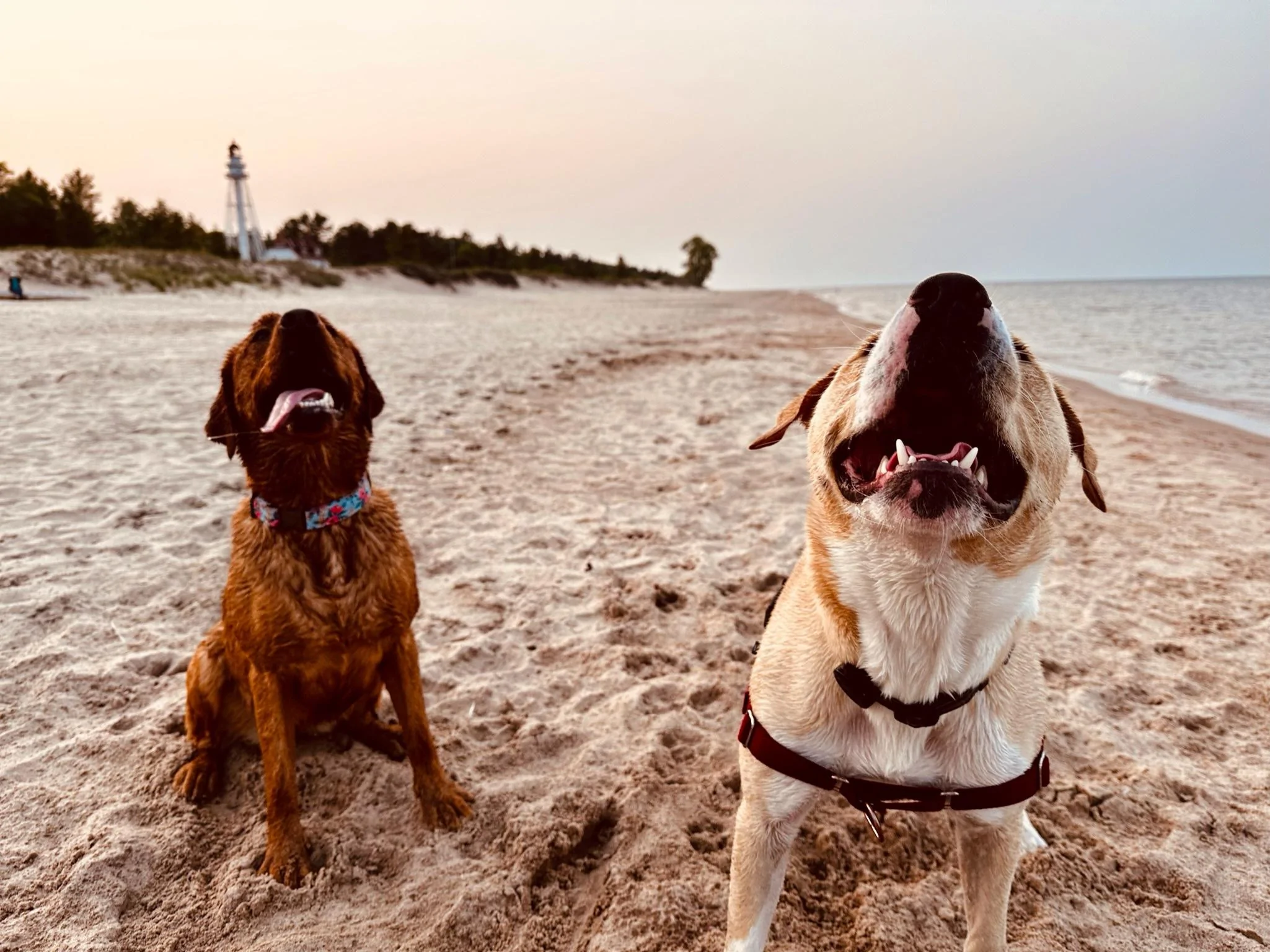 Ford F-150 First road trip in ‘23 Powerboost: Two dogs, 2 kids and 1506 miles of driving = Awesome trip! IMG_4446