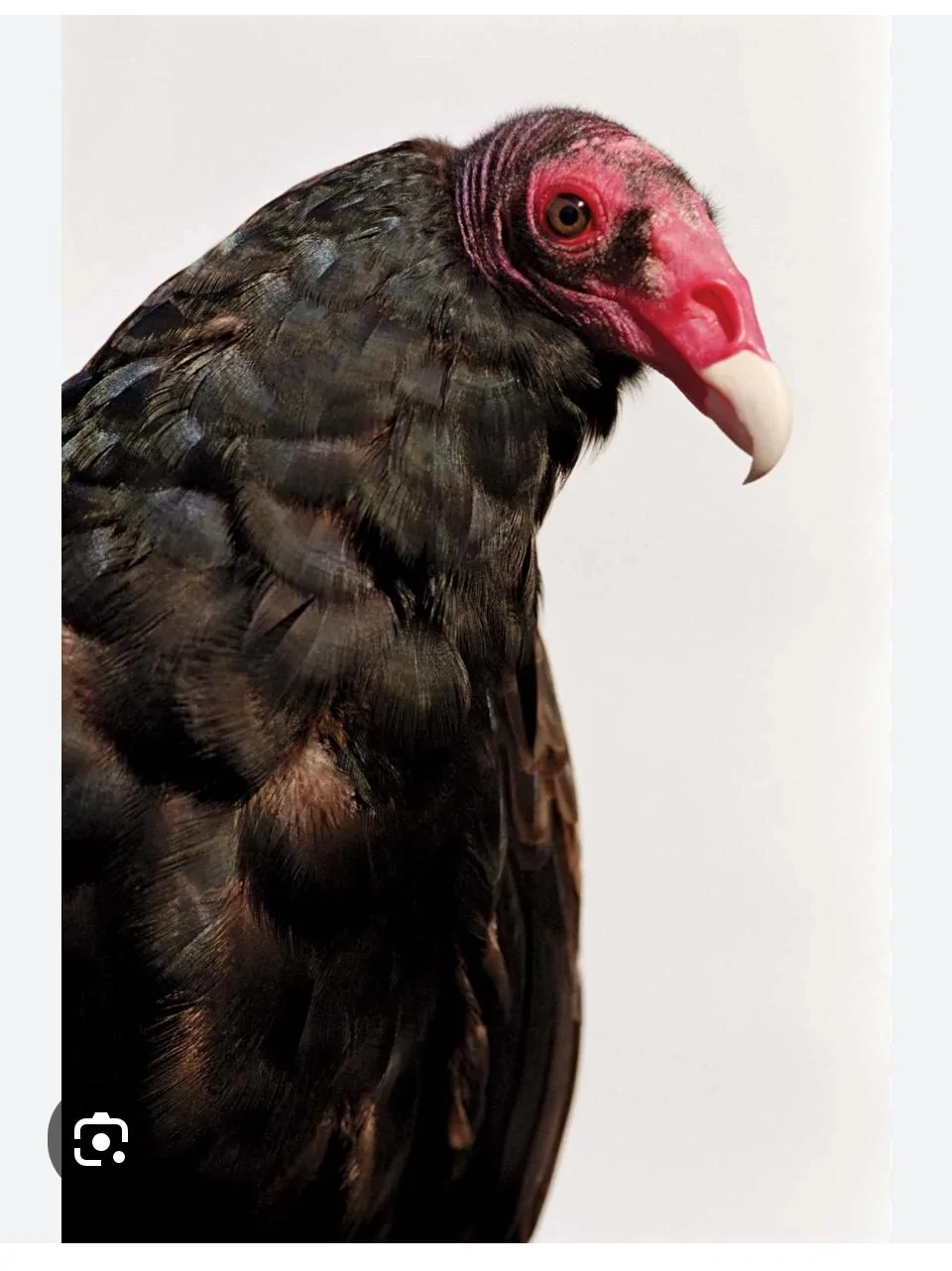 Ford F-150 5.0 vs Powerboost Engine IMG_4589