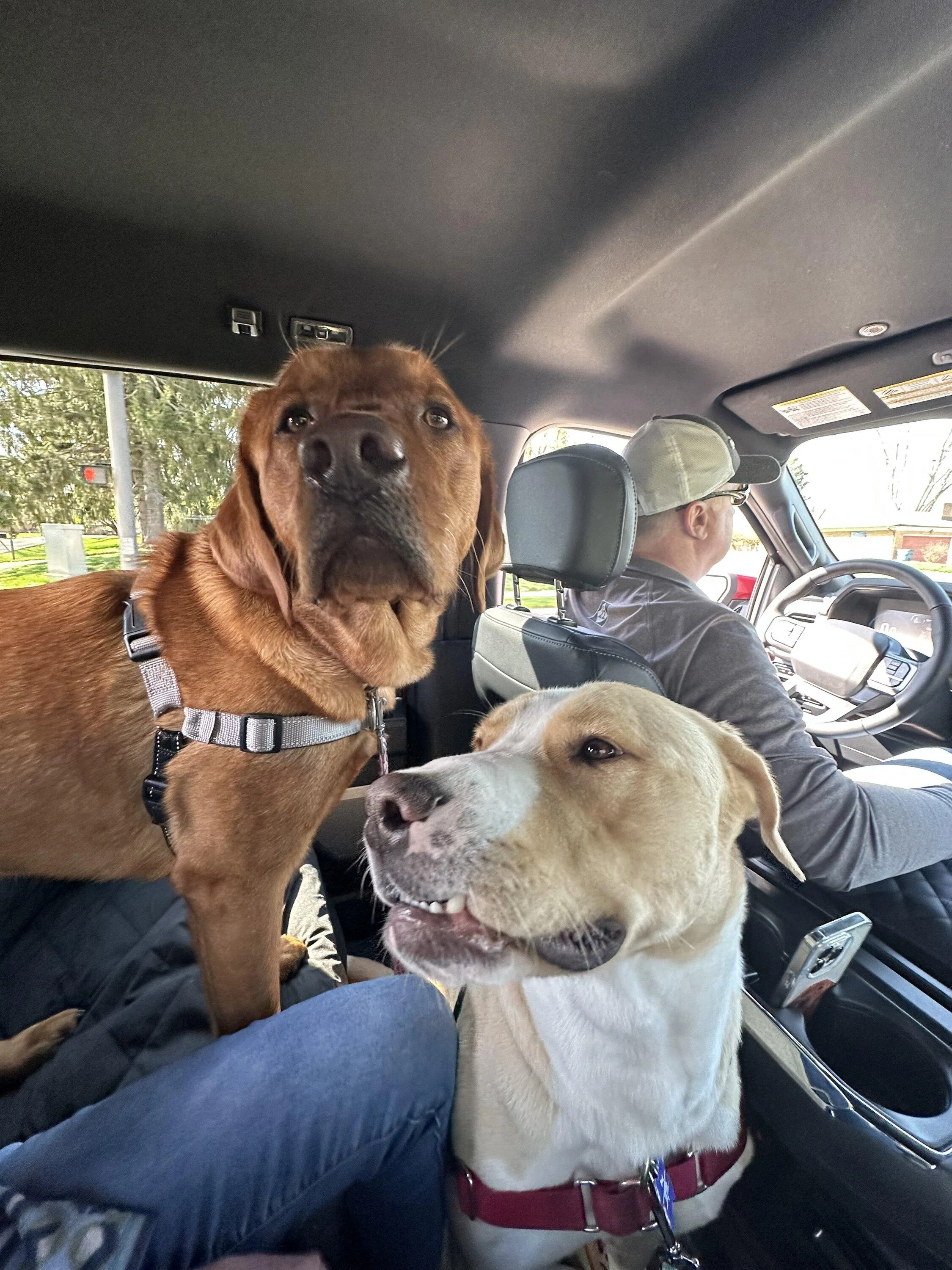 Ford F-150 Interior dog covers/mats IMG_5610