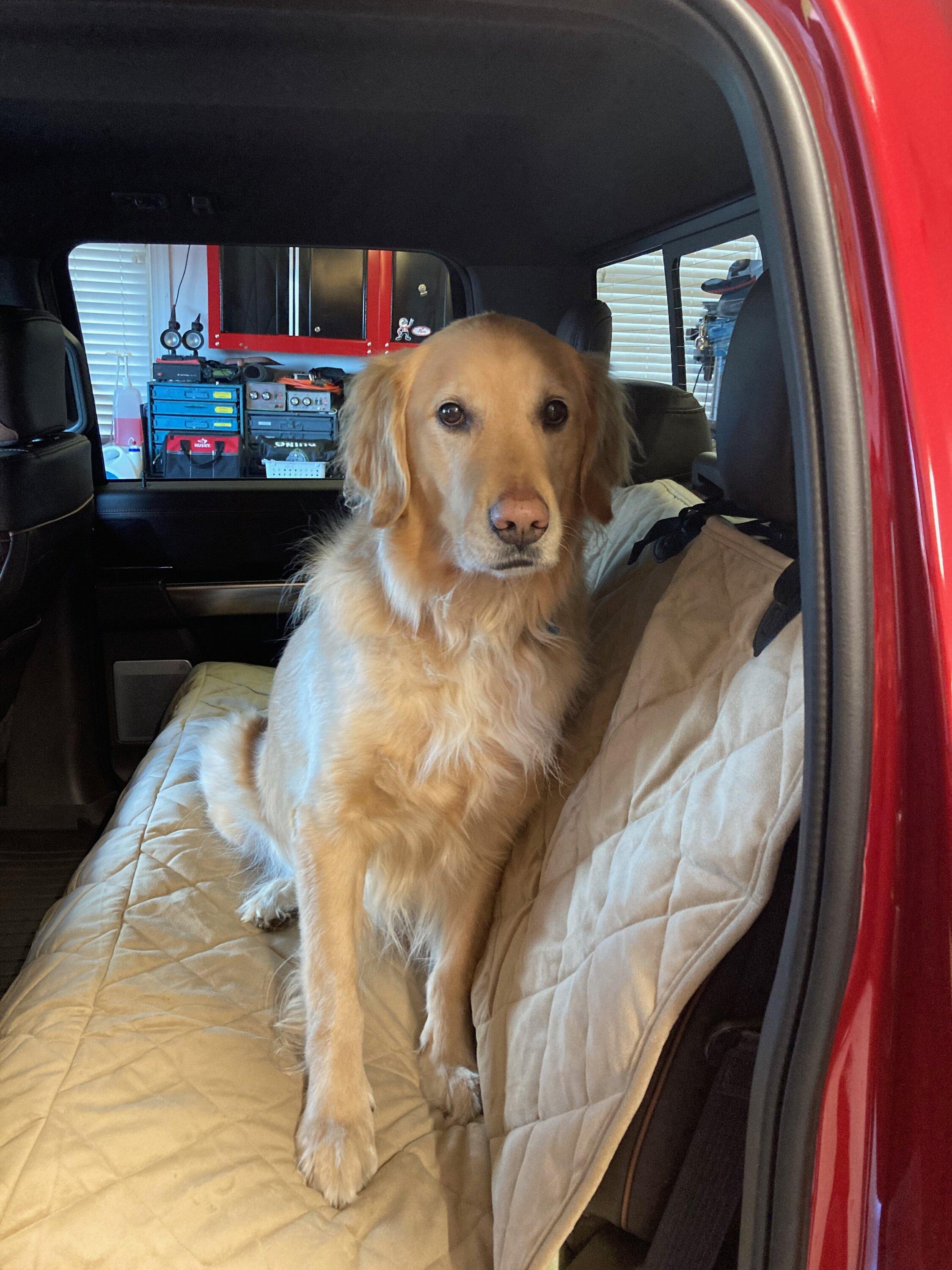 Ford F-150 Interior dog covers/mats IMG_6611