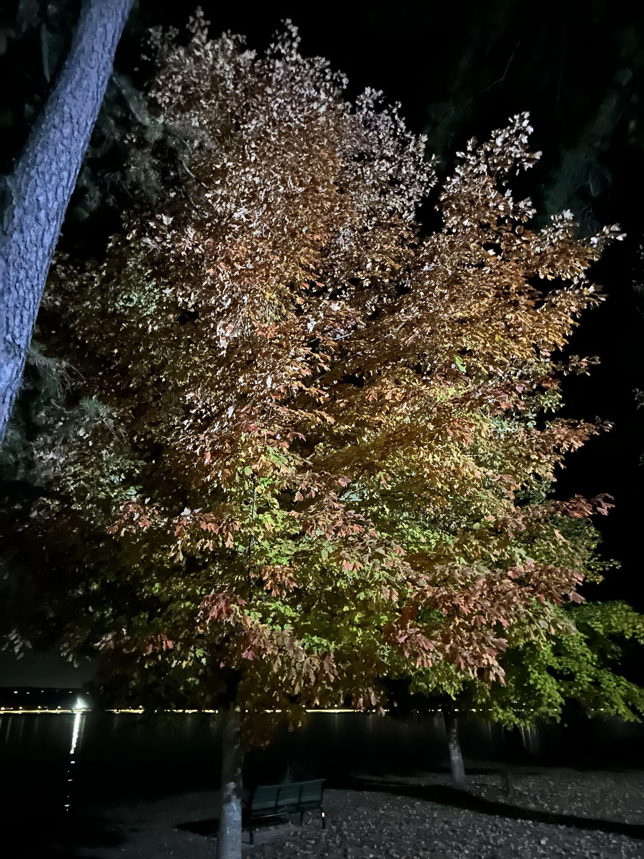 Ford F-150 Autumn Color Eye Candy IMG_8440