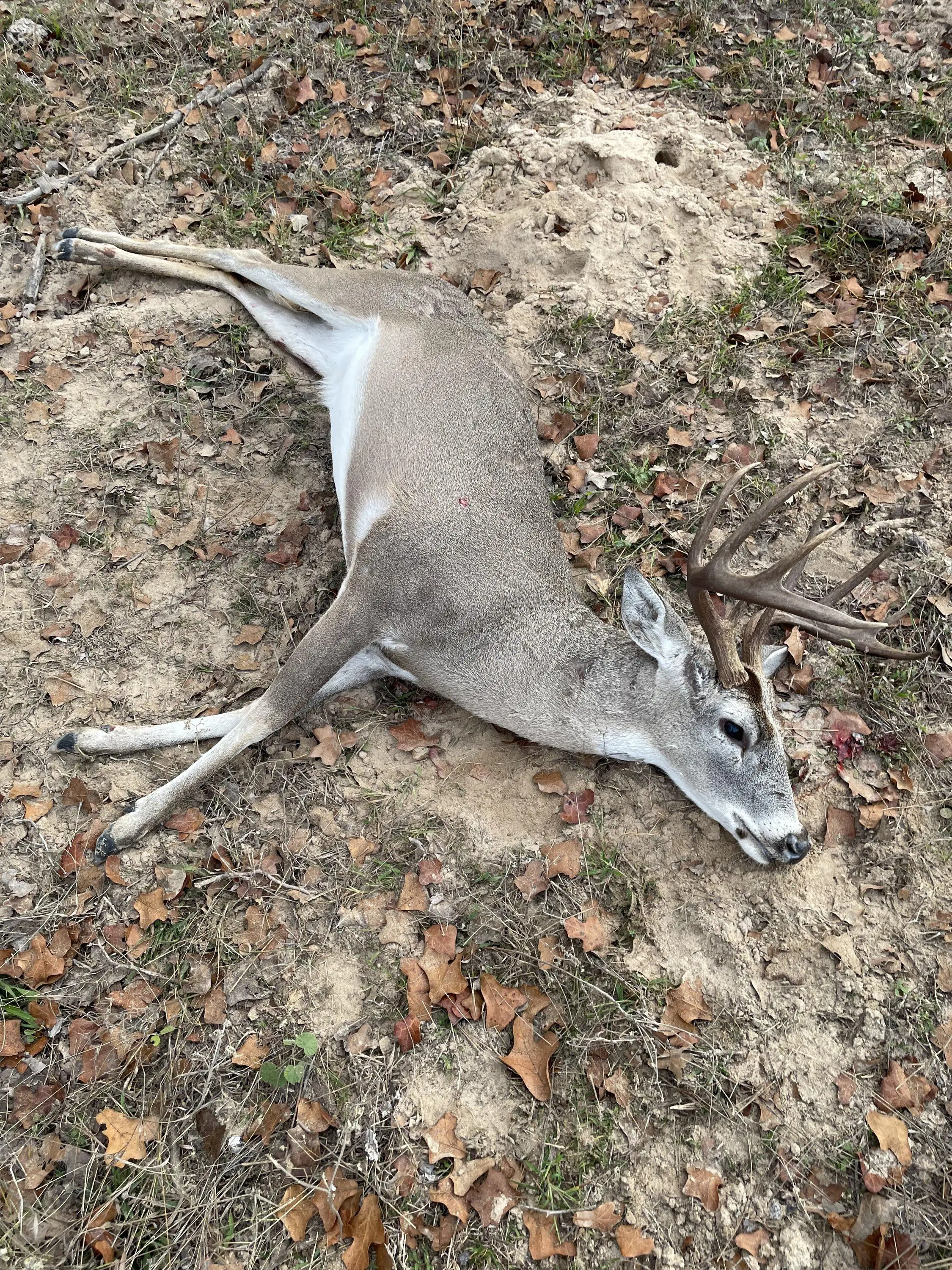 Ford F-150 Let's see those hunter success stories- truck beds with trophies. Share your hunt bounty... IMG_9162