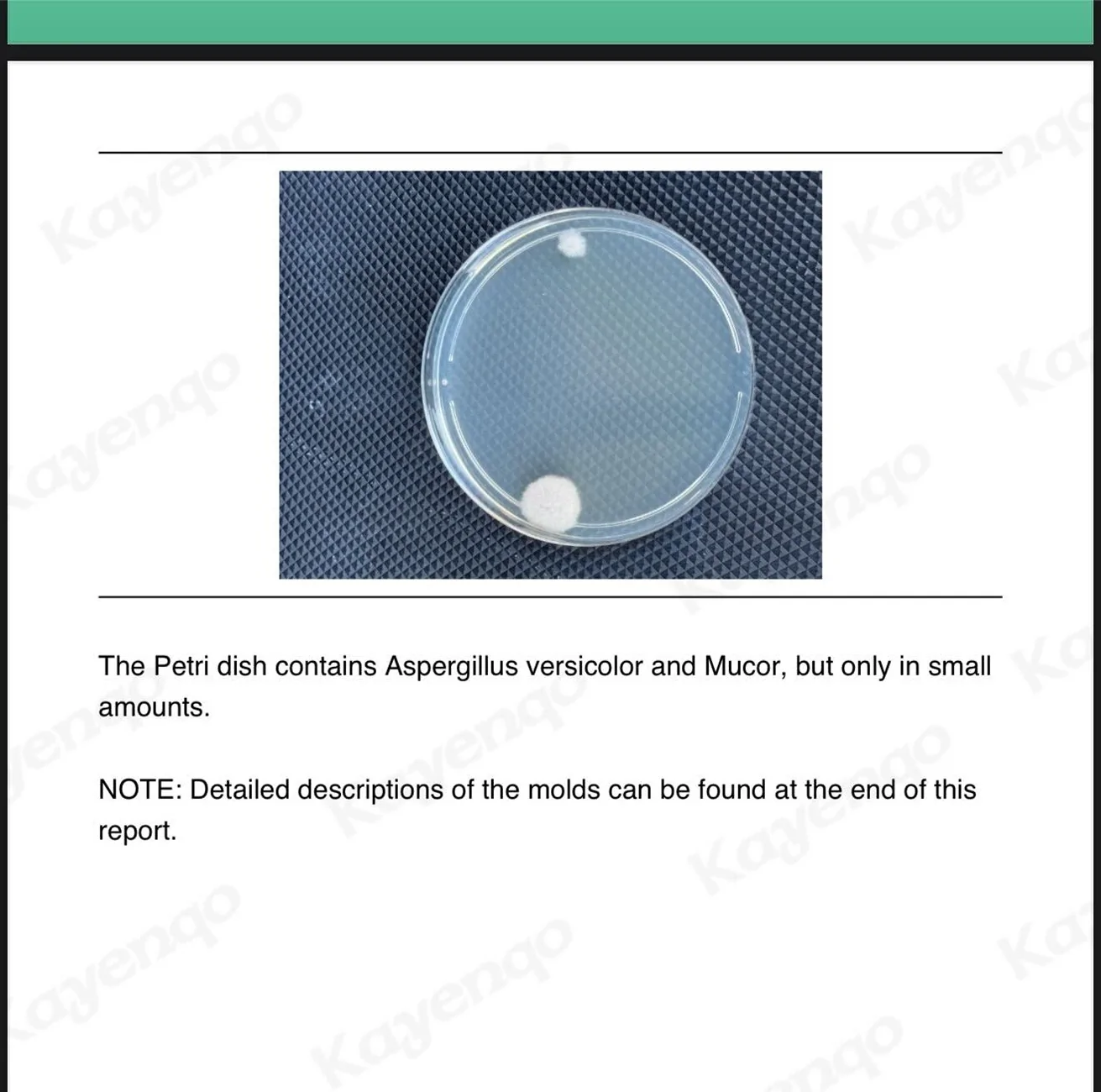 Ford F-150 Musty/mold smell after carwash/rain mold