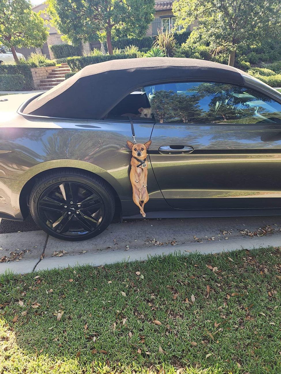 Murphy Mustang.jpg