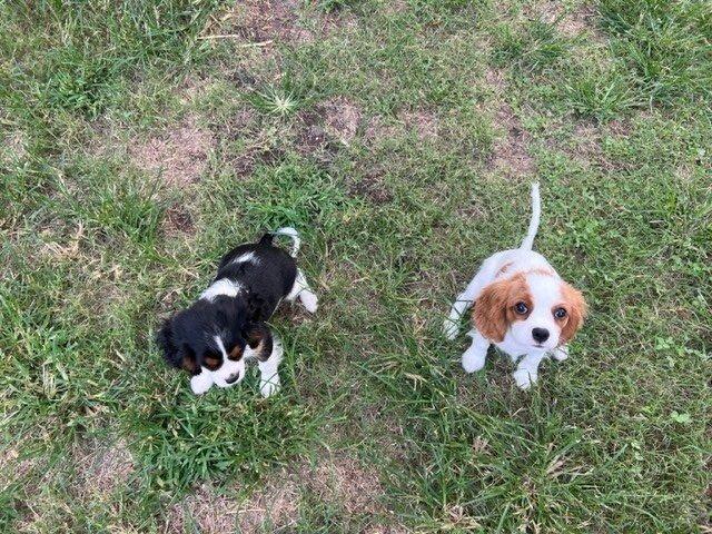 Ford F-150 4 Legged Photo Request - in Memoriam of Tank Pups4