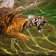 Tigerswim